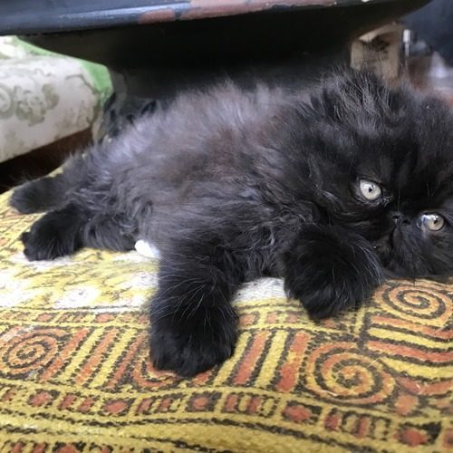bebe chat femelle persan loof non sterilisée #2