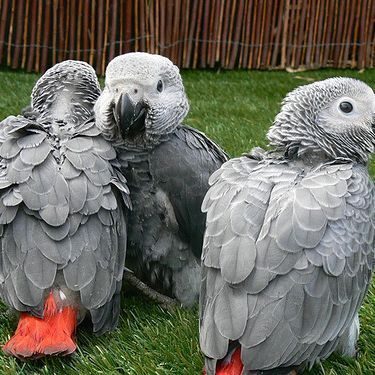 Jeunes perroquets gris du gabon,eleve a main #0