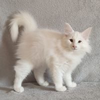 Magnifique chat norvégien ! #1