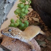 Urgent gecko léopard et son terrarium complet #1