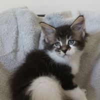 Chatons maine coon loof #6