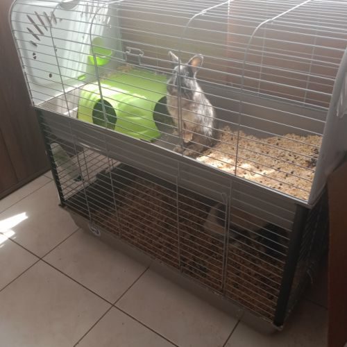 3 lapins a adopter