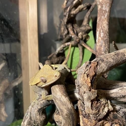 Couple gecko a crête #3