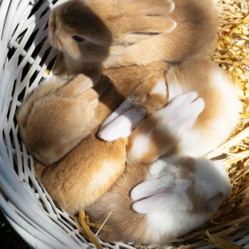 Bébés lapins nains béliers #1