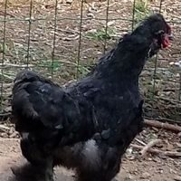 Coq nain noir #2