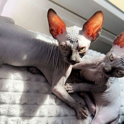 Chatons sphynx à adopter #0