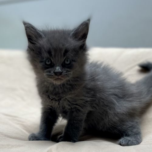 Chatons maine coon polydactyles ou non