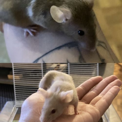 Deux souris femelles de 5 mois à donner #0