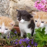 3 chatons non loof #0