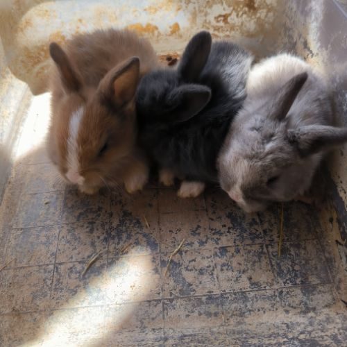 Petits lapins nains #3