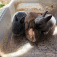 Petits lapins nains #2