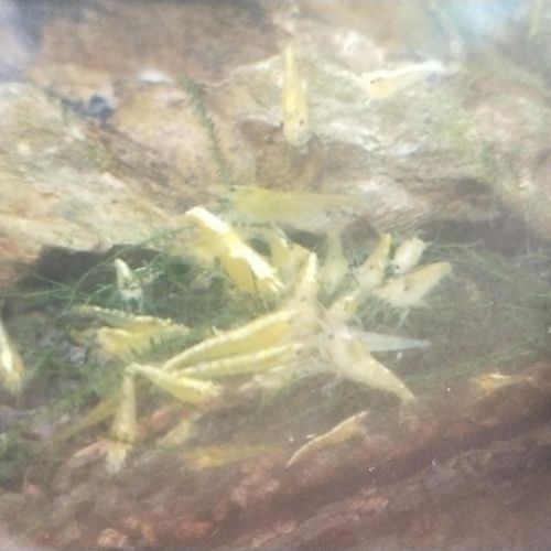 Crevettes yellow aquarium #0