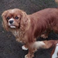 Chiots cavalier king charles #1
