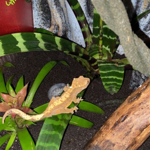 Gecko à crête et terrarium #0