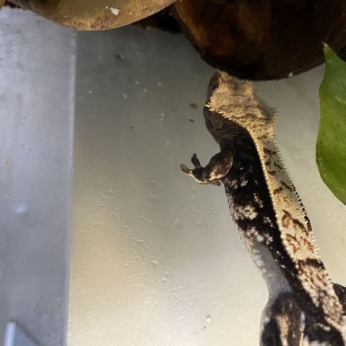 Gecko à crête #5