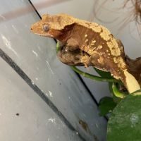 Gecko à crête #4