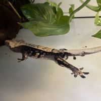 Gecko à crête #7
