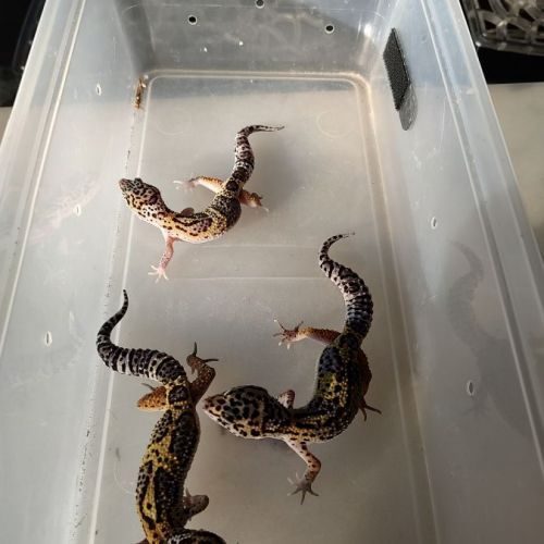 Gecko léopard macksnow juvénile à l'adoption #0