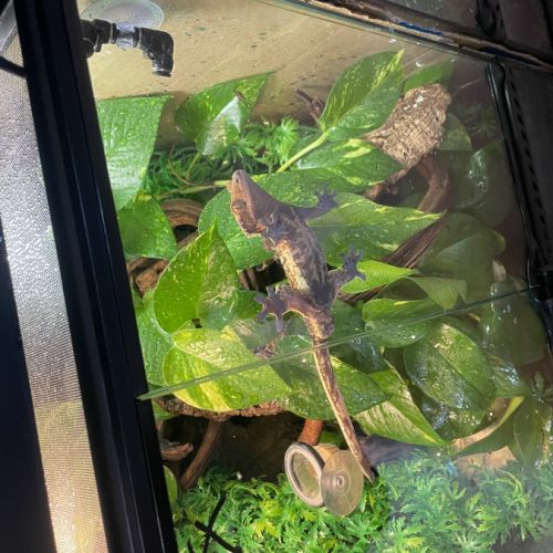 Gecko à crête + terrarium exo terra