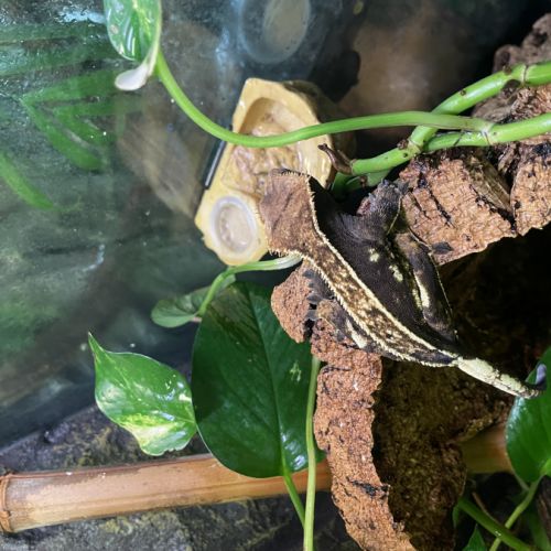 Gecko à crête + terrarium exo terra #0