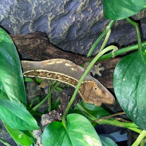 Gecko à crête + terrarium exo terra #2