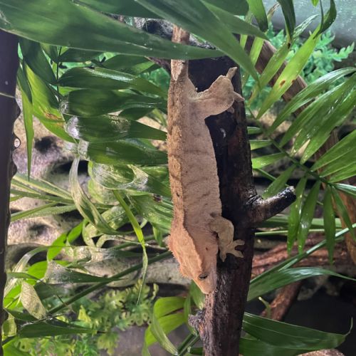Gecko à crête + terrarium exo terra #1