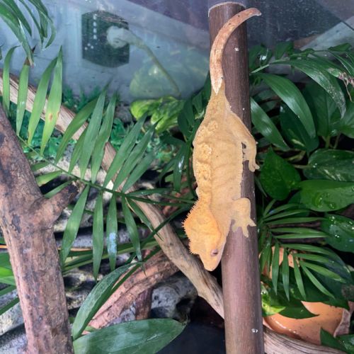 Gecko à crête + terrarium exo terra #0