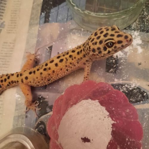 2 geckos léopard mâles de 1an1/2 à vendre