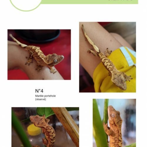 Geckos à crête #2