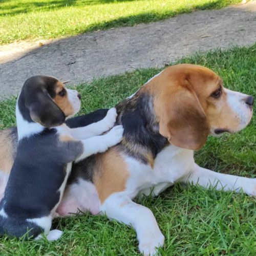 Chiots beagle tricolores #0