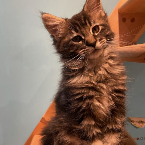 Chatons maine coon #0