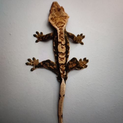 Gecko à crête #0