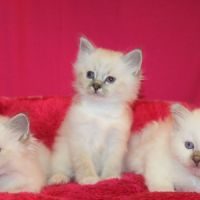 Adorables chatons sacré de birmanie inscrits loof #0