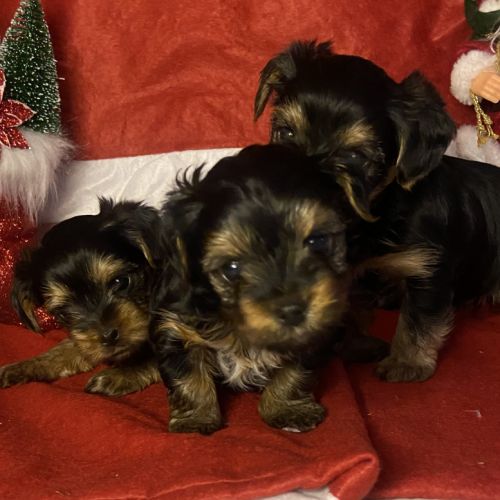 Chiots yorkshire