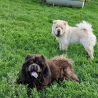 Chiots chow chow #1