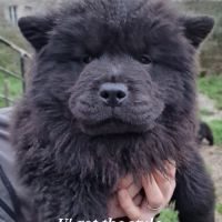 Chiots chow chow #4