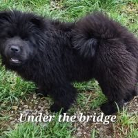 Chiots chow chow #7