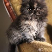 Magnifiques chatons persan loof #2