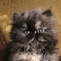 Magnifiques chatons persan loof #3