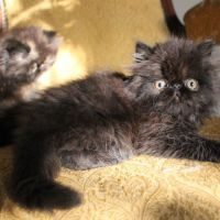 Magnifiques chatons persan loof #4
