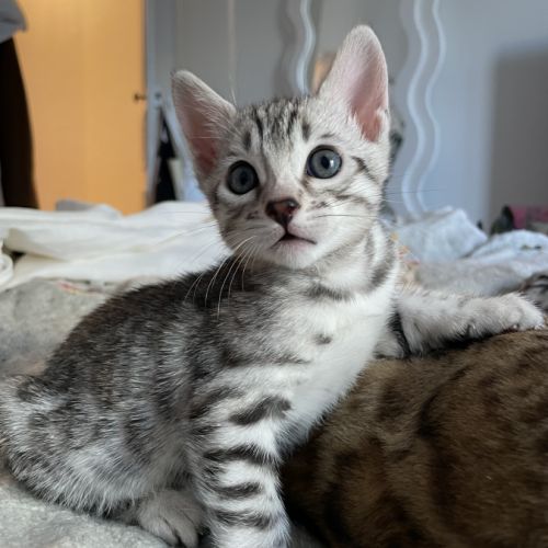 Chatons bengal silver & black silver #5