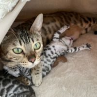 Chatons bengal silver & black silver #3
