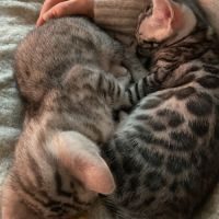 Chatons bengal silver & black silver #4