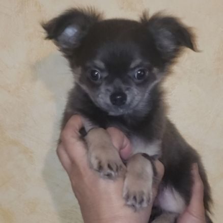 Chiot apparence chihuahua