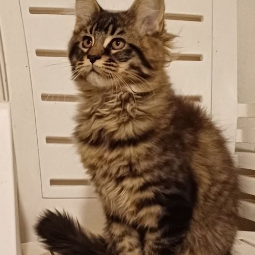 Magnifiques chatons maine coon loof #4