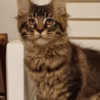 Magnifiques chatons maine coon loof #1