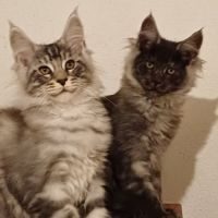 Magnifiques chatons maine coon loof #3
