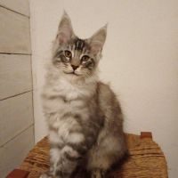Magnifiques chatons maine coon loof #7