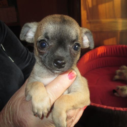 Disponible chiot chihuahua male #0