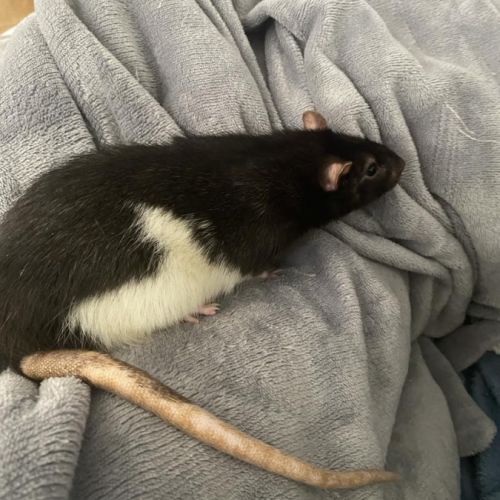 Rat male 2 ans #0